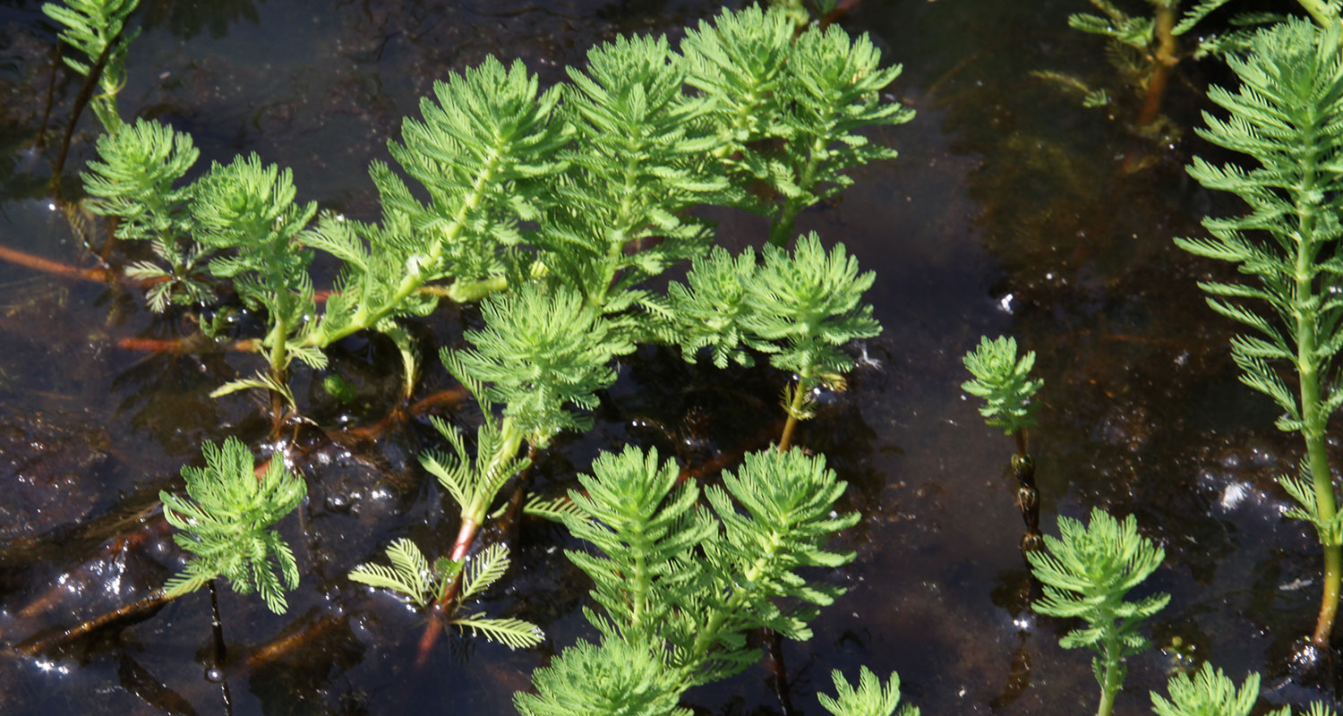 Myriophyllum aquaticum brasiliensis