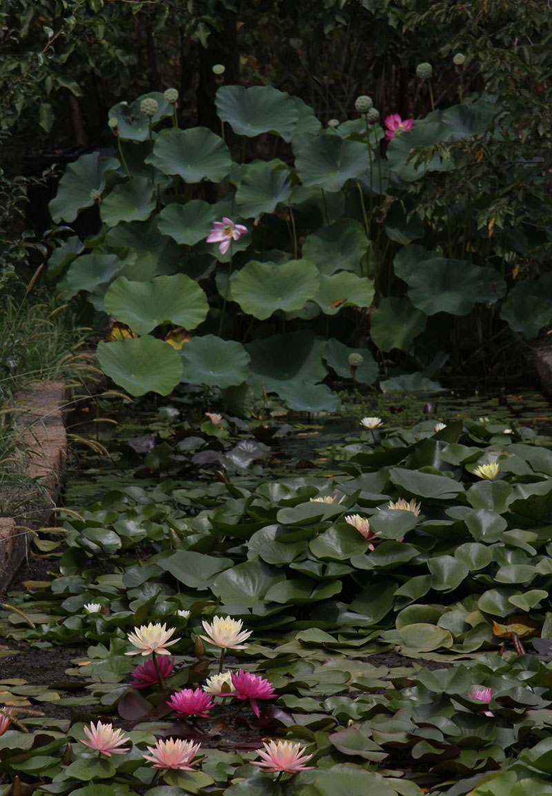 Waterlilies and lotuses, differences