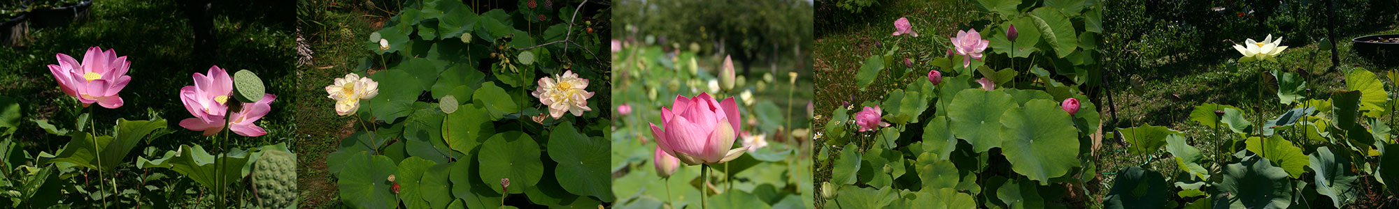 Lotus flower, nelumbo