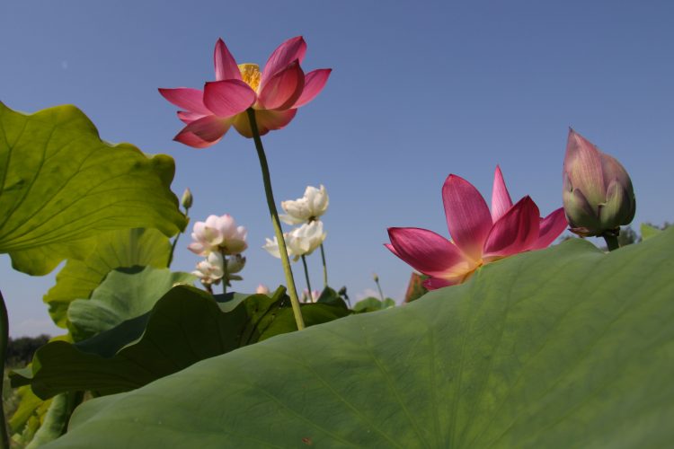 Divide and harvest lotus rhizome