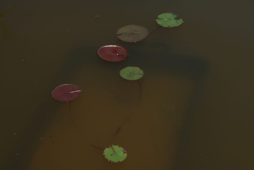 2021 Hardy waterlily 01 - June 10 2021