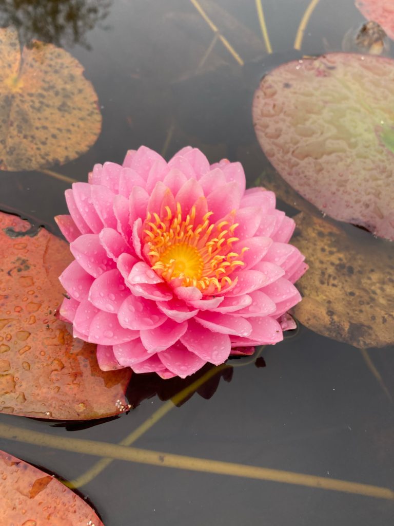 2021 Hardy waterlily 01 - October 30 2021