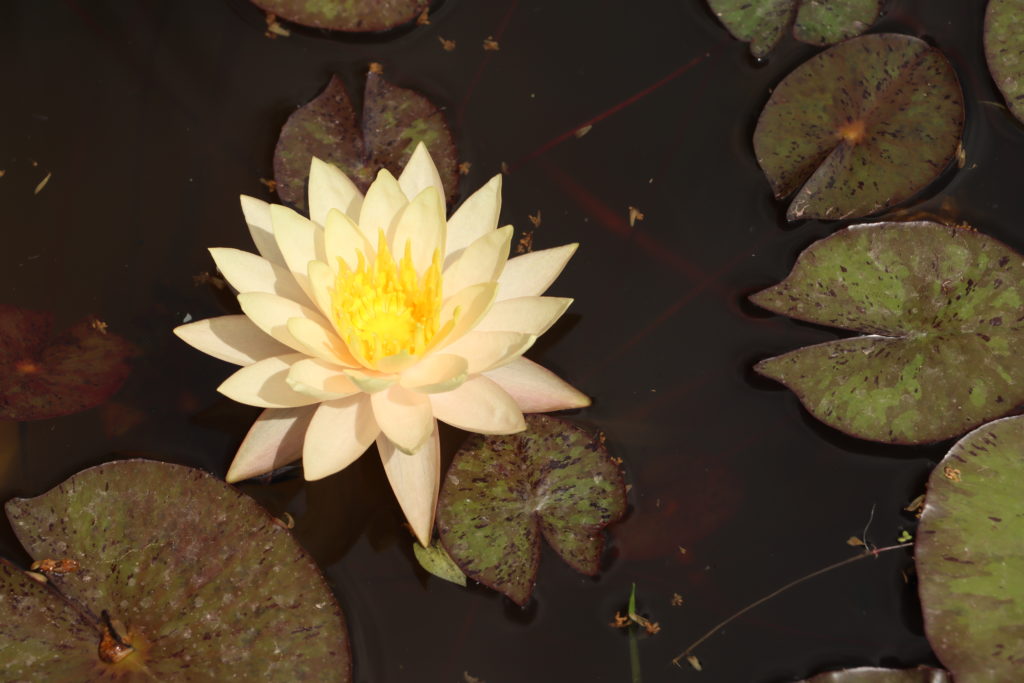 2021 Hardy waterlily 02 - June 21 2021