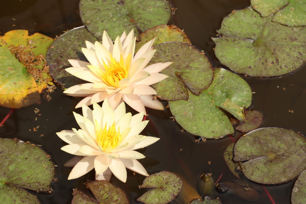 2021 Hardy waterlily 02 - June 21 2021