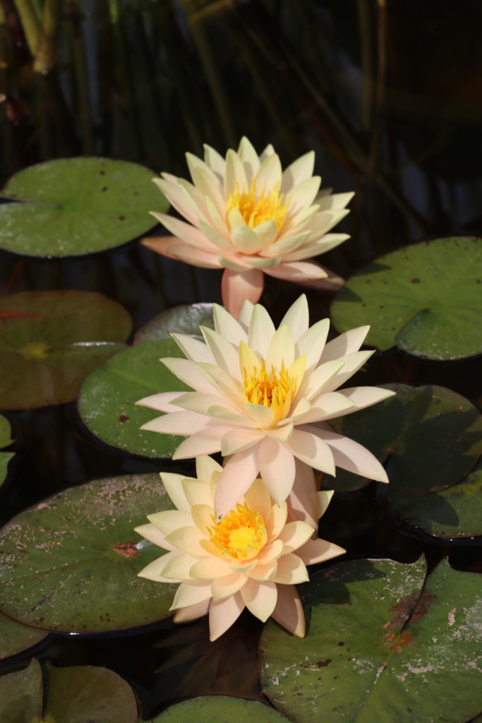 2021 Hardy waterlily 02 - September 3 2021