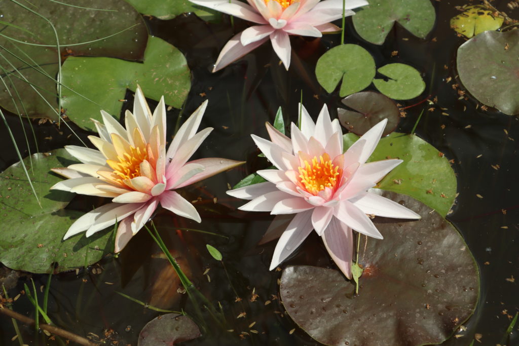 2021 Hardy waterlily 03 - June 21 2021