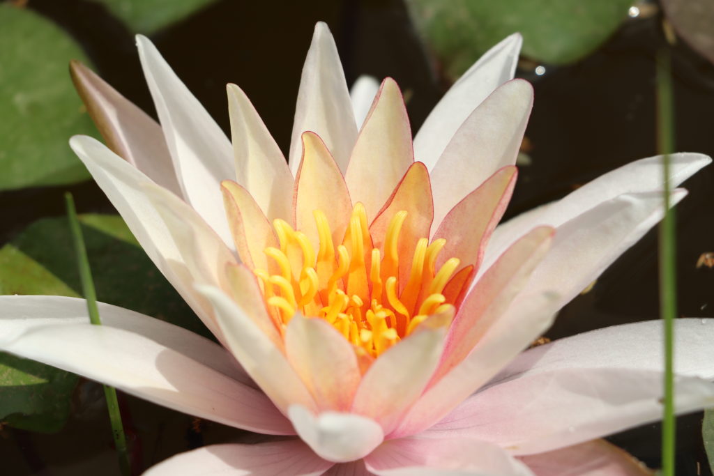 2021 Hardy waterlily 03 - June 21 2021