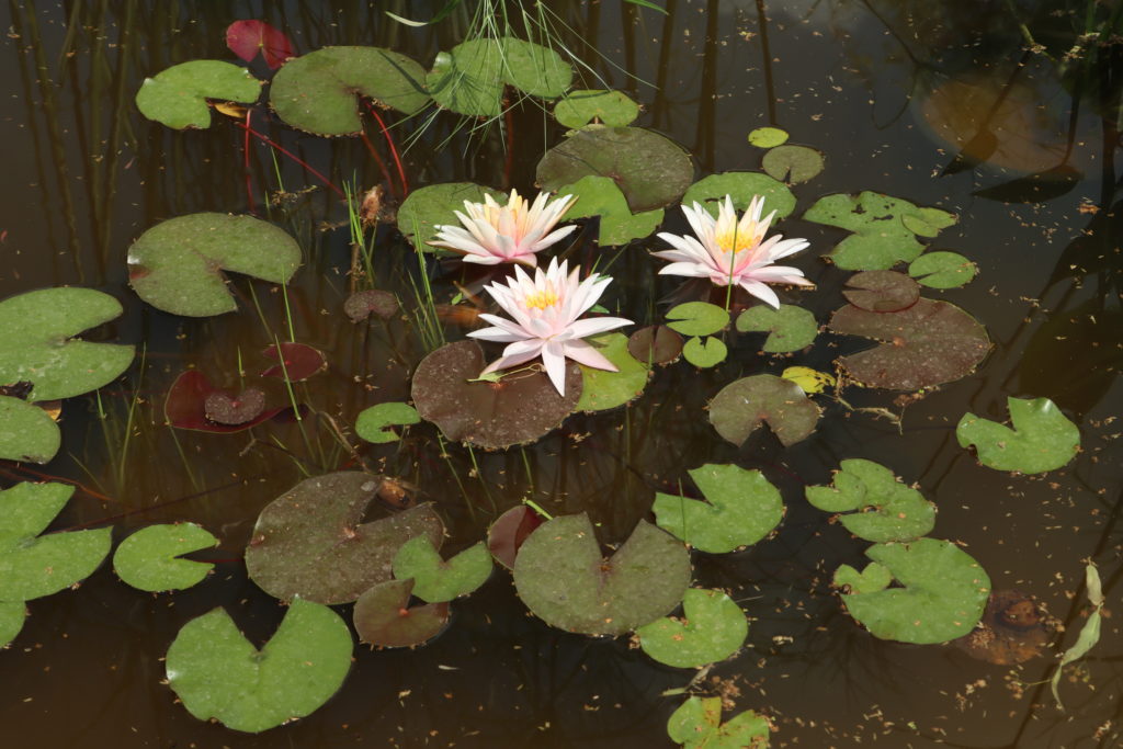 2021 Hardy waterlily 03 - June 21 2021