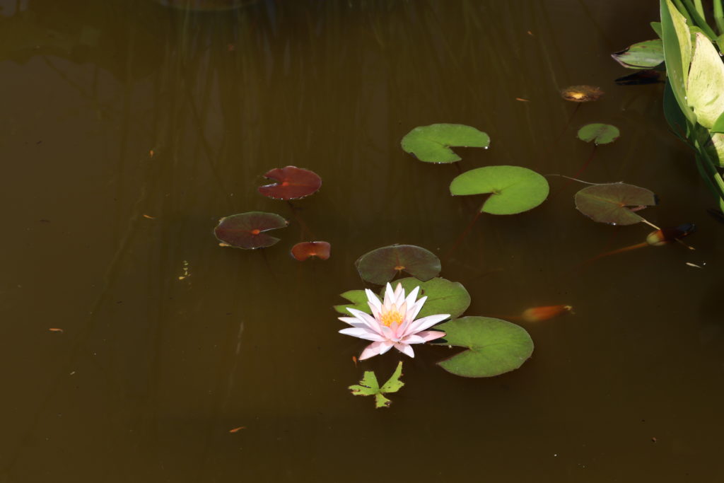 2021 Hardy waterlily 03 - July 09 2021