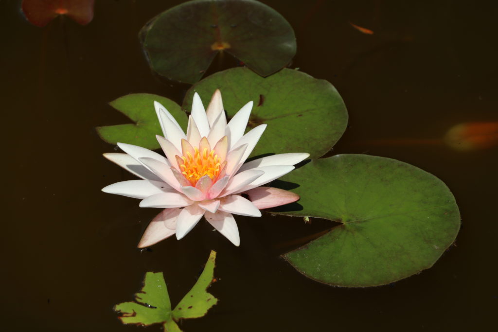 2021 Hardy waterlily 03 - July 09 2021