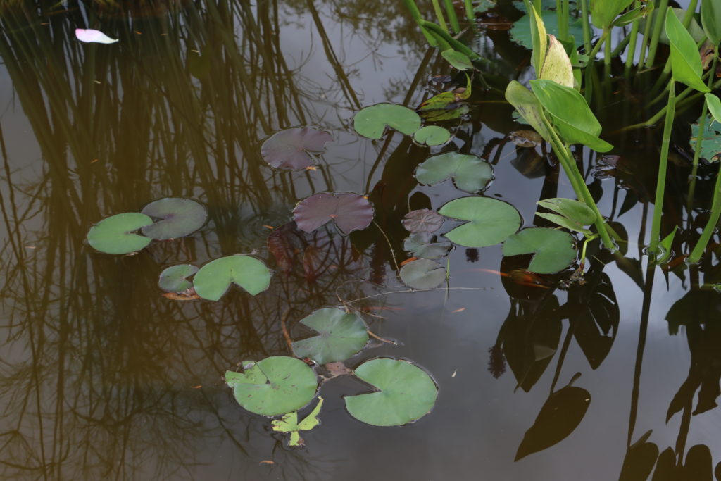 2021 Hardy waterlily 03 - July 15 2021