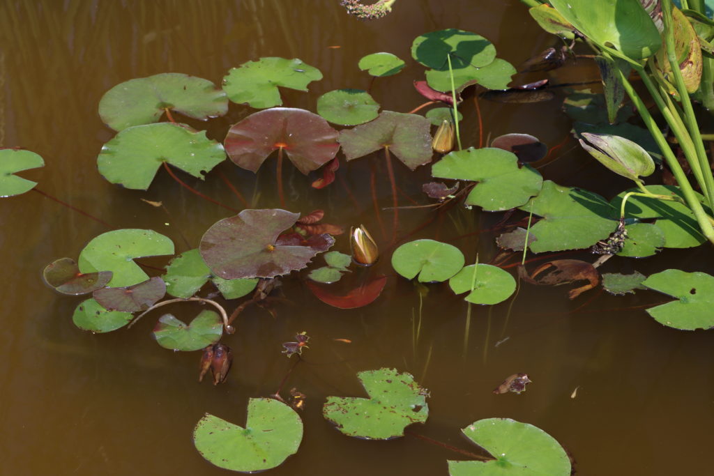 2021 Hardy waterlily 03 - July 22 2021