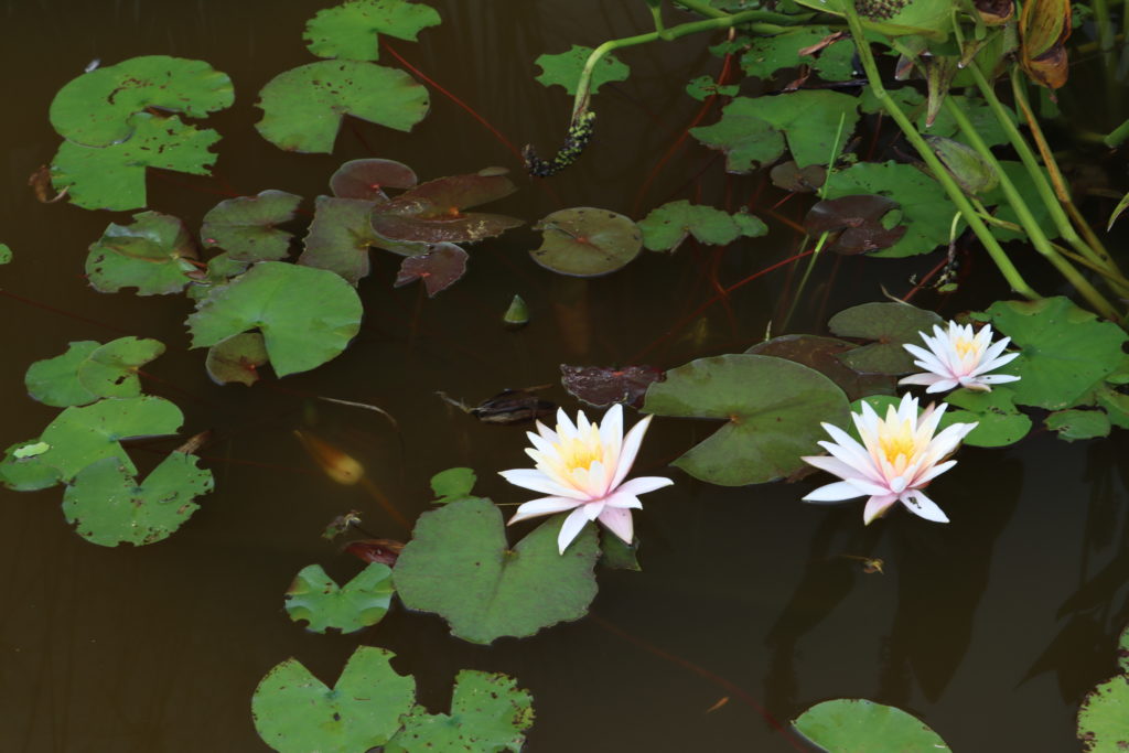2021 Hardy waterlily 03 - July 28 2021