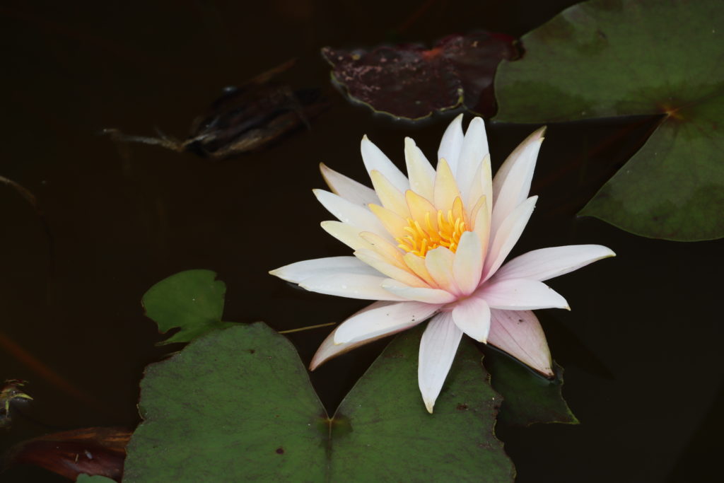2021 Hardy waterlily 03 - July 28 2021