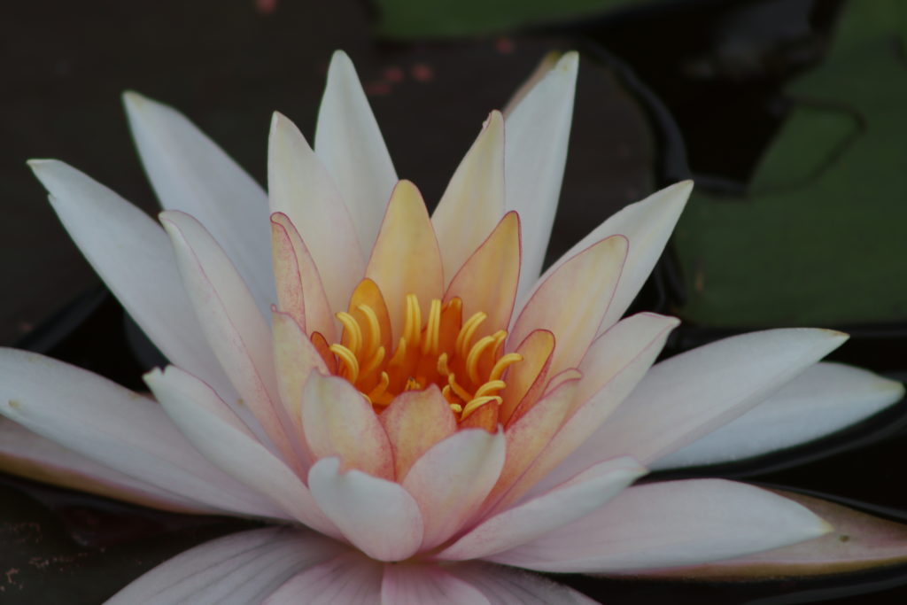2021 Hardy waterlily 03 - August 3 2021