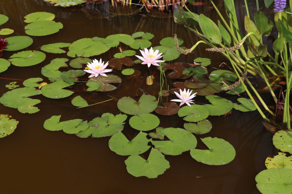 2021 Hardy waterlily 03 - August 14 2021