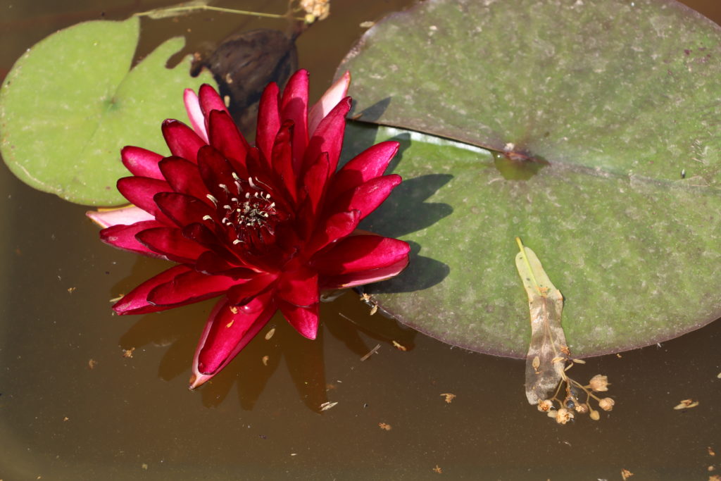 2021 Hardy waterlily 04 - June 21 2021