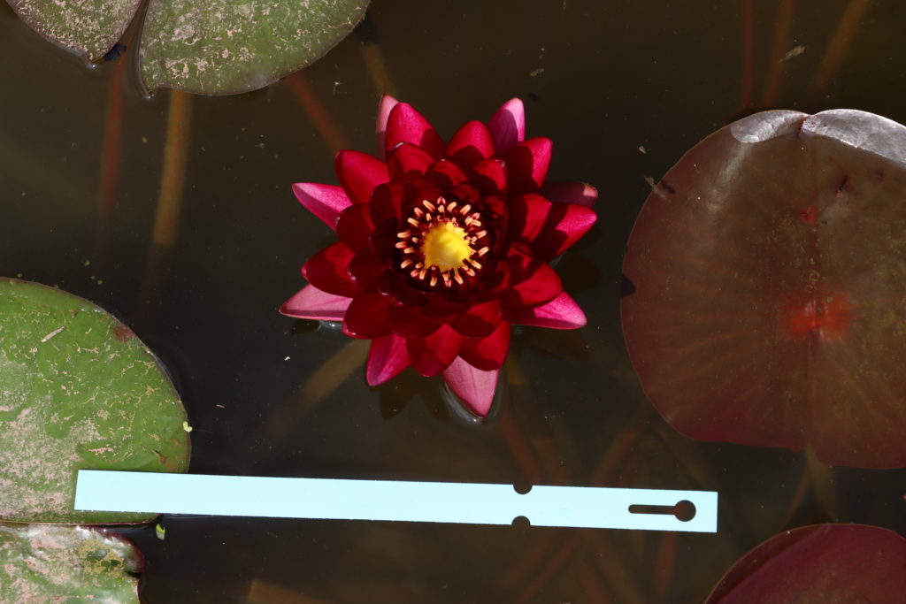 2021 Hardy waterlily 04 - August 27 2021