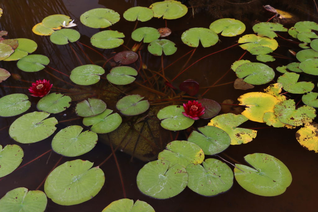 2021 Hardy waterlily 04 - September 8 2021