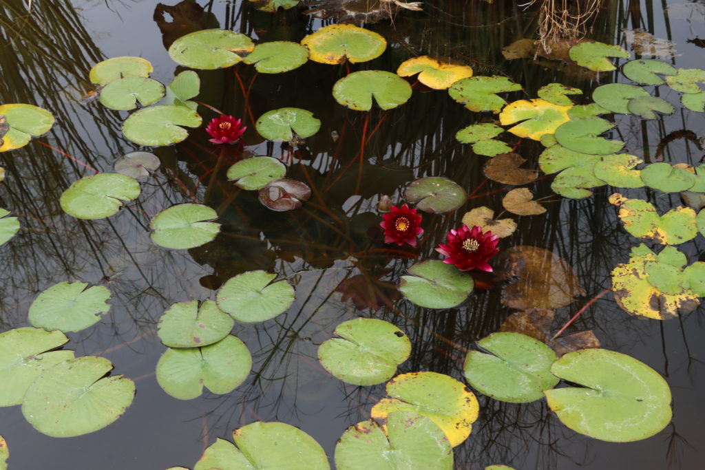 2021 Hardy waterlily 04 - September 15 2021