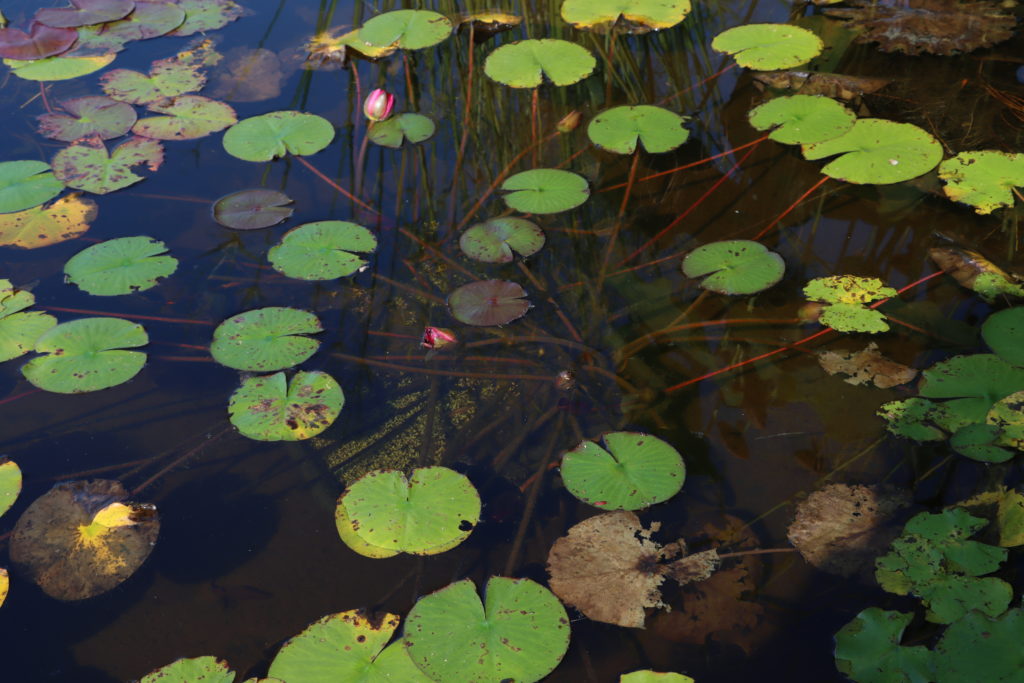 2021 Hardy waterlily 04 - September 22 2021