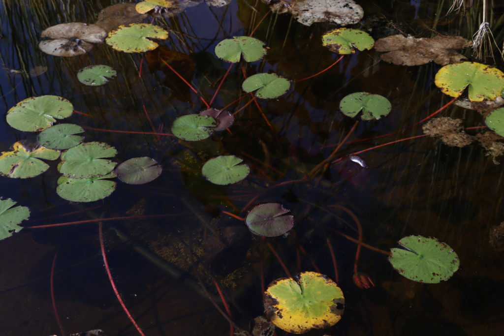 2021 Hardy waterlily 04 - October 12 2021
