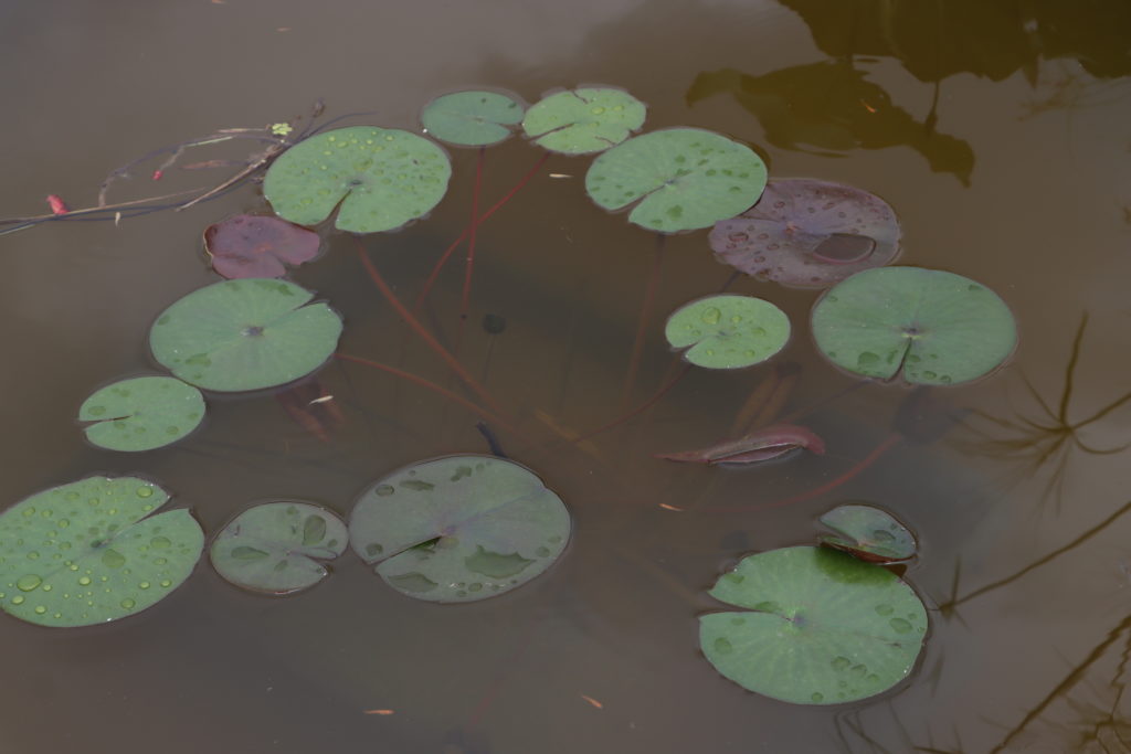 2021 Hardy waterlily 04 - July 13 2021