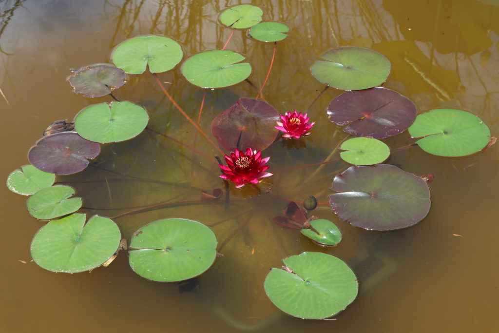 2021 Hardy waterlily 04 - July 16 2021