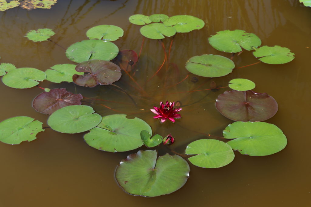 2021 Hardy waterlily 04 - July 22 2021