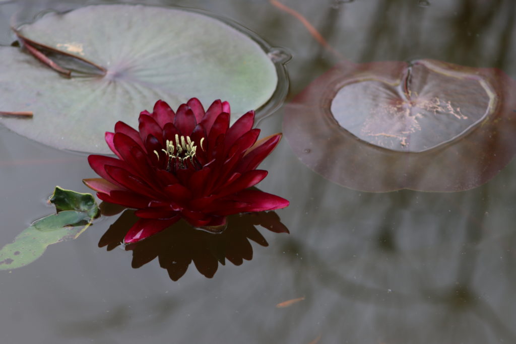 2021 Hardy waterlily 04 - August 3 2021