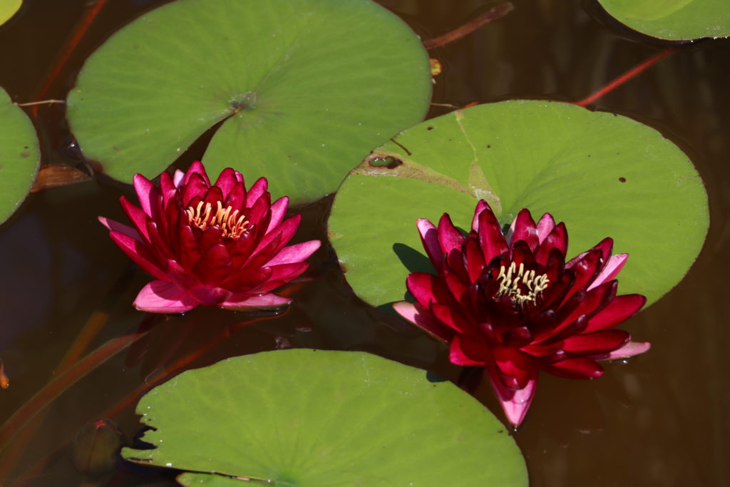 2021 Hardy waterlily 04 - August 14 2021