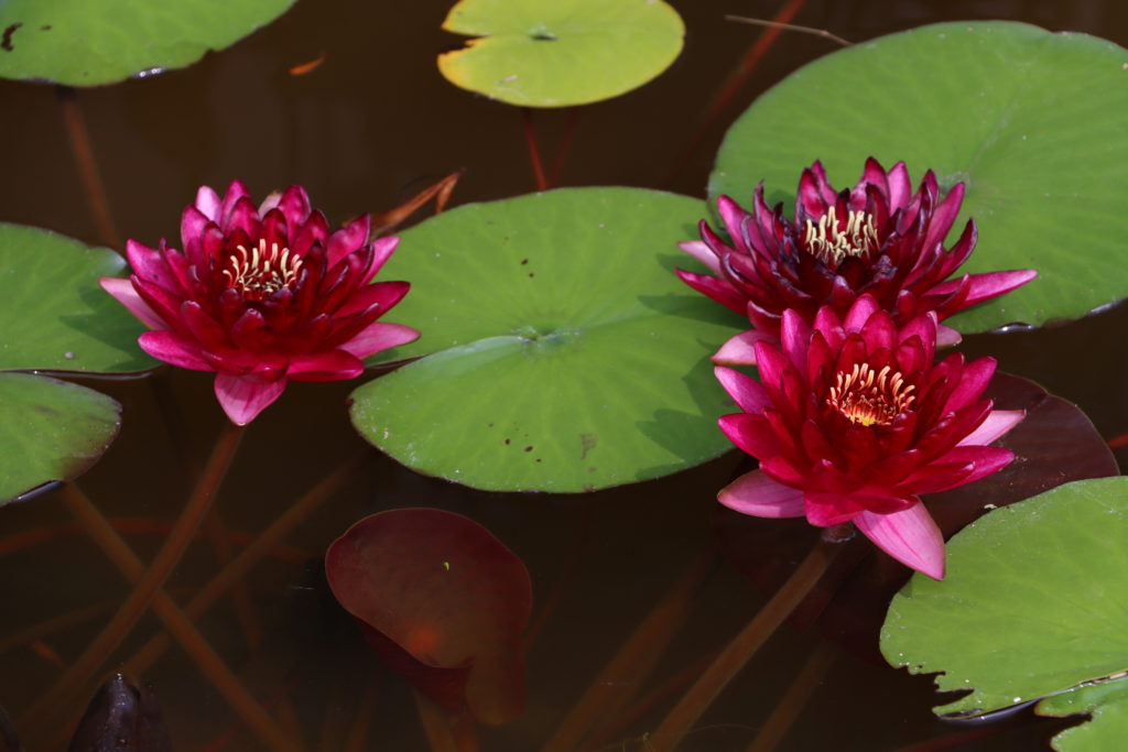 2021 Hardy waterlily 04 - August 16 2021