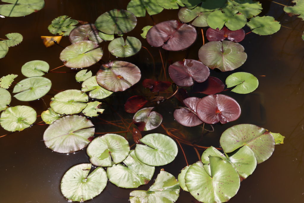 2021 Hardy waterlily 06 - August 14 2021