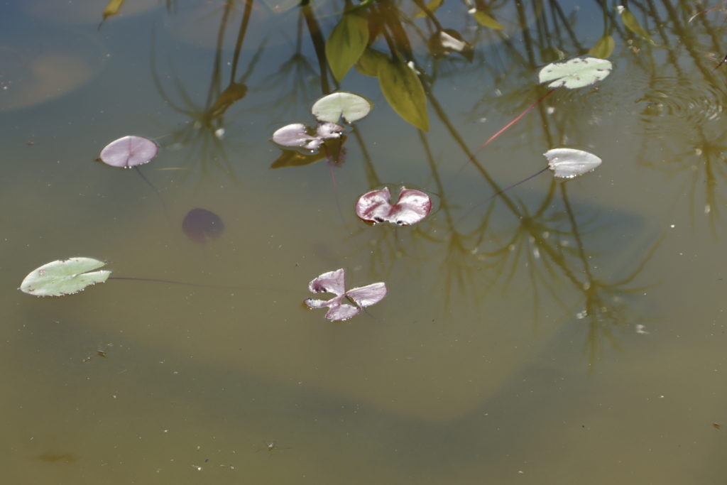 2021 Hardy waterlily 07 - June 10 2021