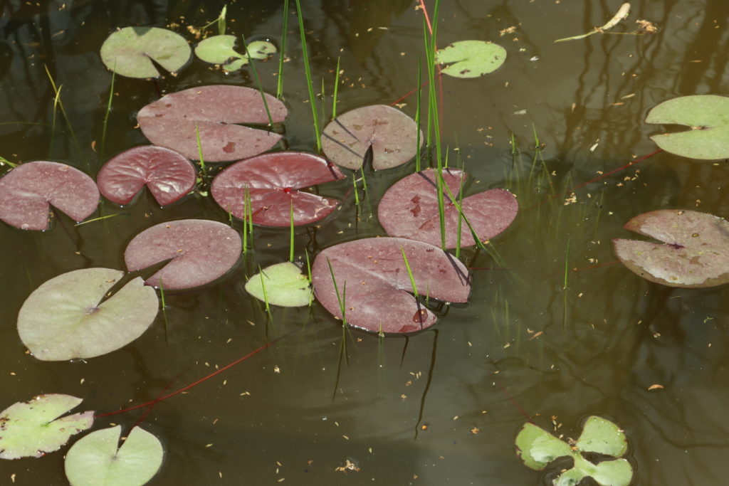 2021 Hardy waterlily 07 - June 21 2021
