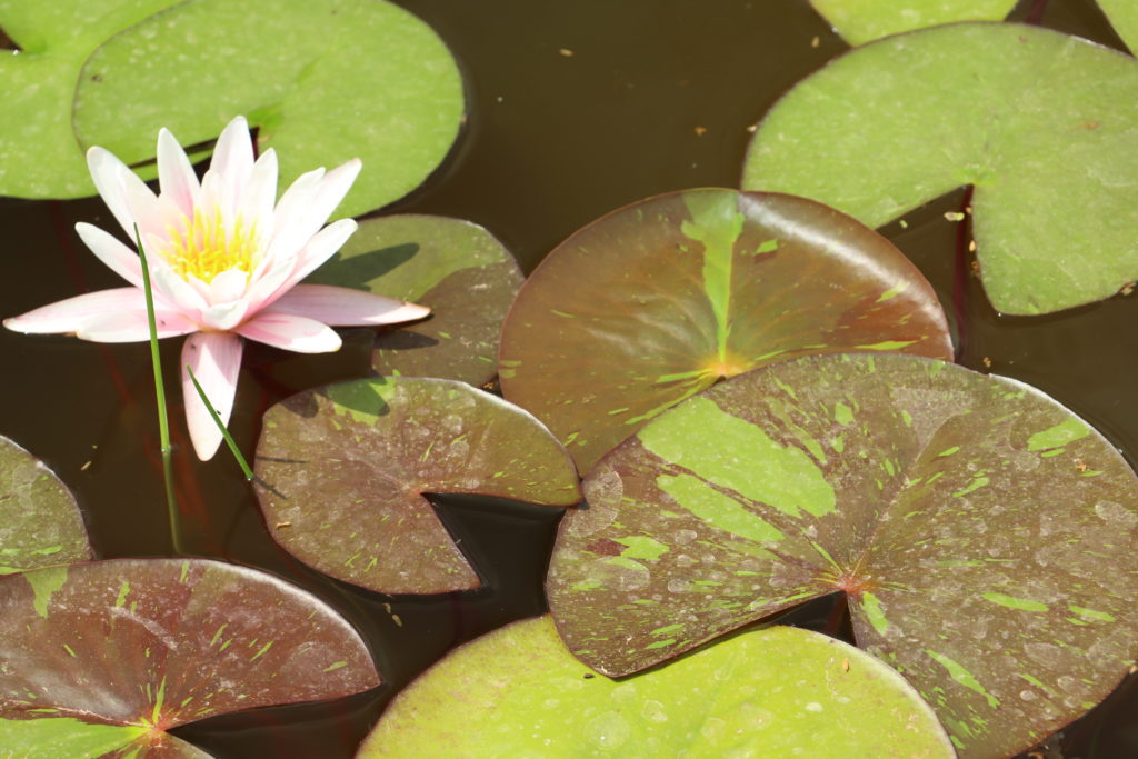 2021 Hardy waterlily 08 - June 21 2021