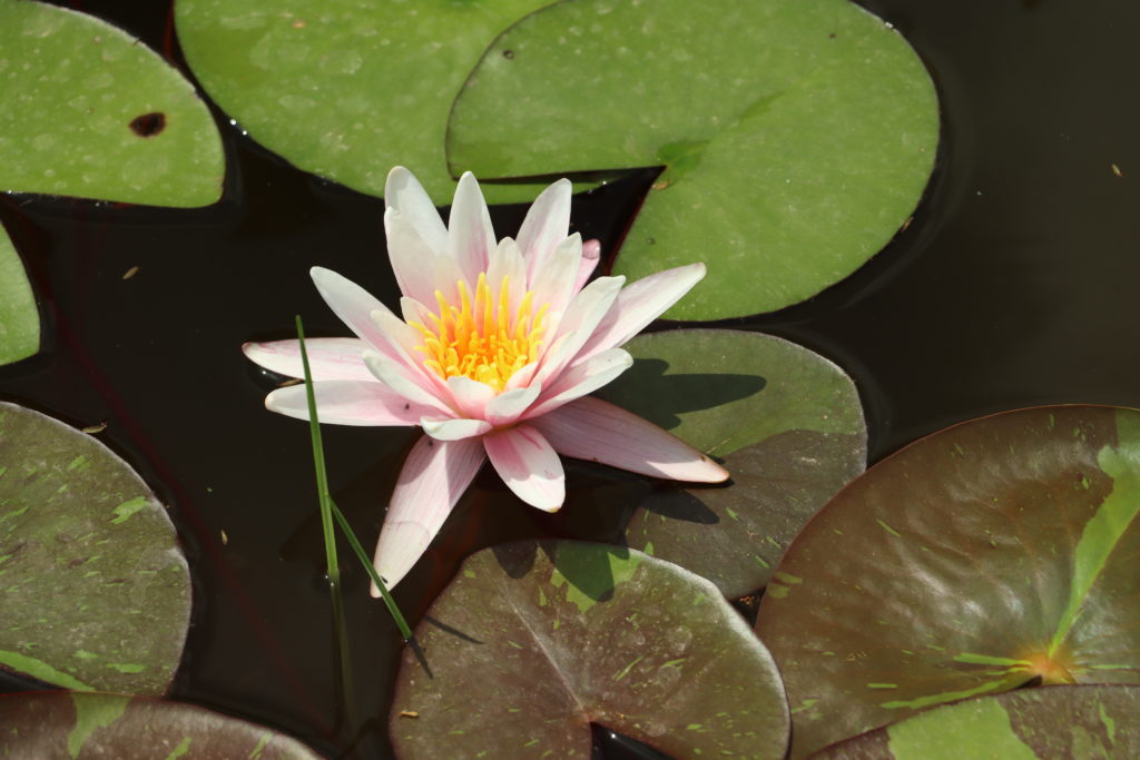 2021 Hardy waterlily 08 - June 21 2021