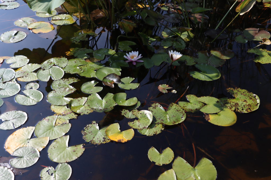 2021 Hardy waterlily 08 - September 22 2021