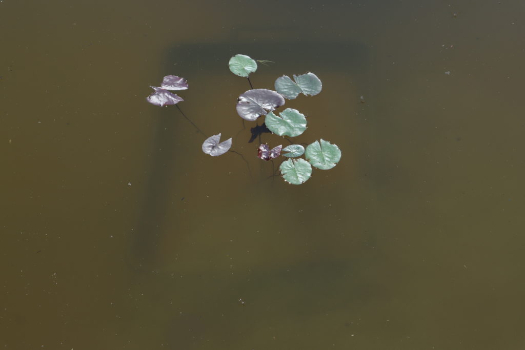 2021 Hardy waterlily 09 - June 10 2021