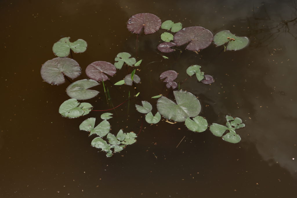 2021 Hardy waterlily 09 - June 21 2021