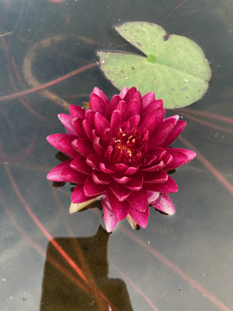2021 Hardy waterlily 09 - October 20 2021