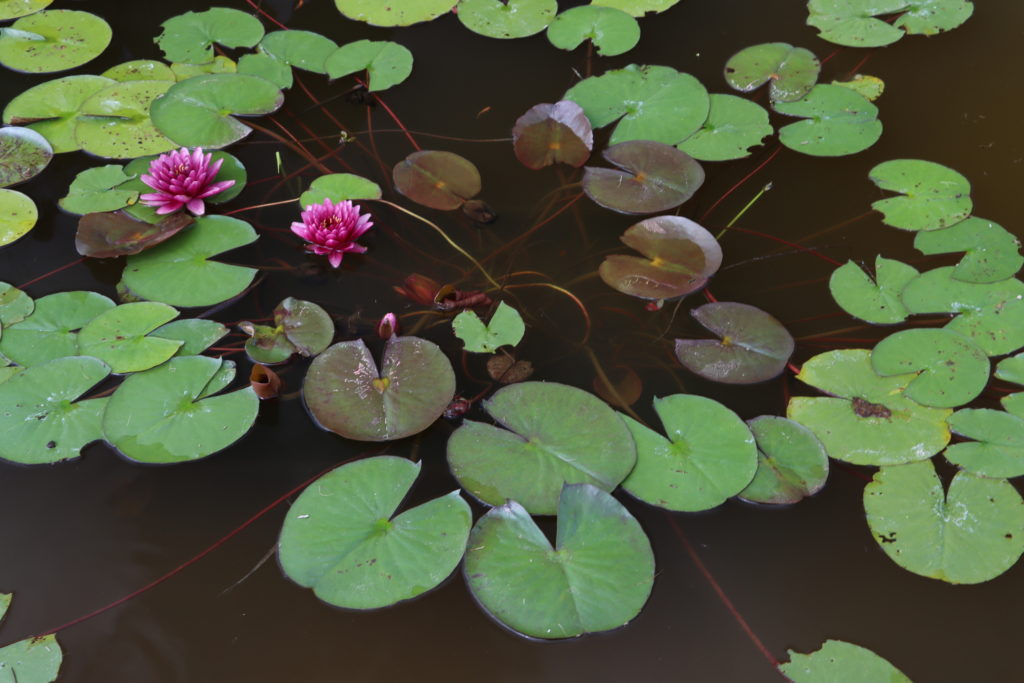 2021 Hardy waterlily 09 - August 16 2021