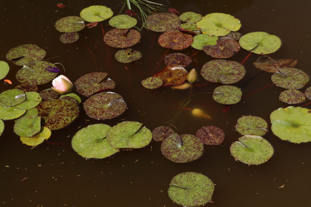 2021 Hardy waterlily 10 - June 21 2021