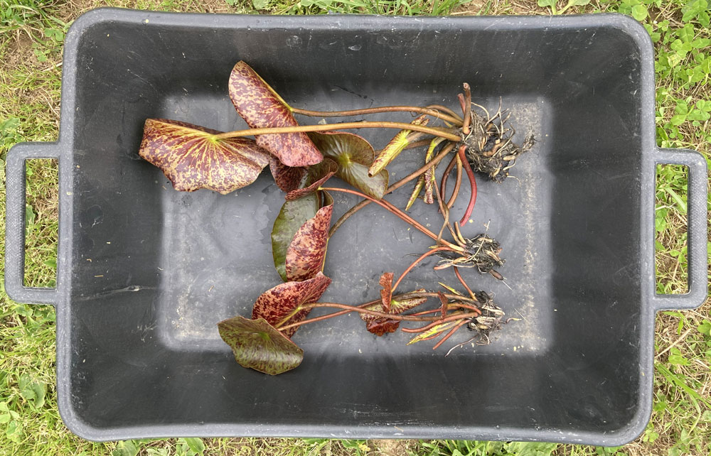 2021 Hardy waterlily 10 - May 12 2021