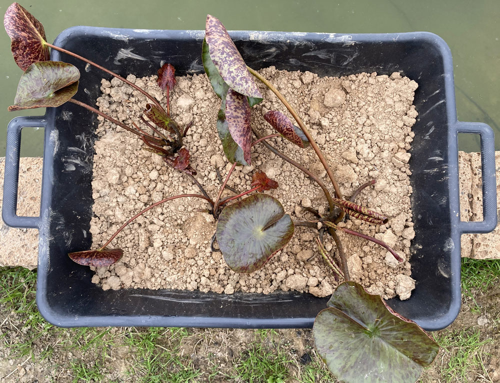 2021 Hardy waterlily 10 - May 12 2021