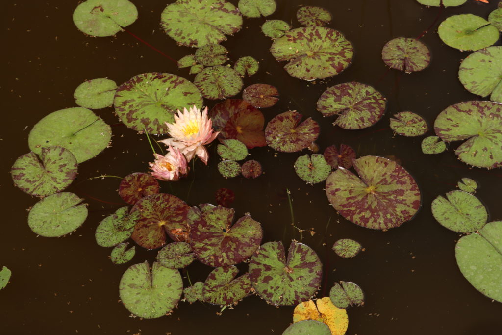 2021 Hardy waterlily 11 - June 21 2021