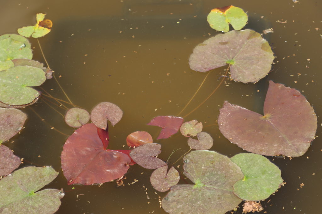 2021 ISG Hardy waterlily 01 - June 21 2021