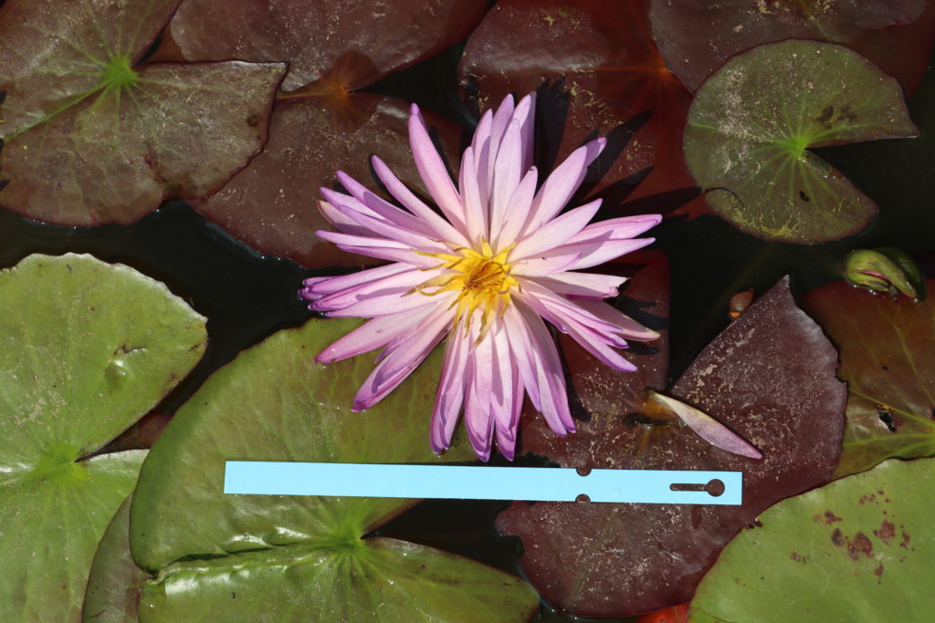 2021 ISG Hardy waterlily 01 - August 27 2021