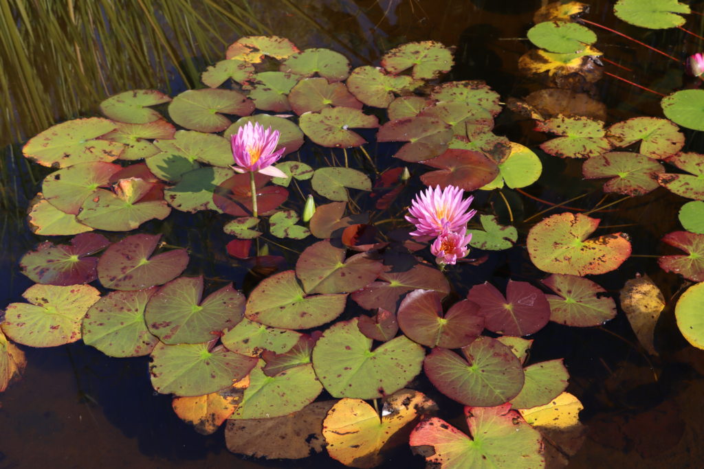 2021 ISG Hardy waterlily 01 - September 22 2021
