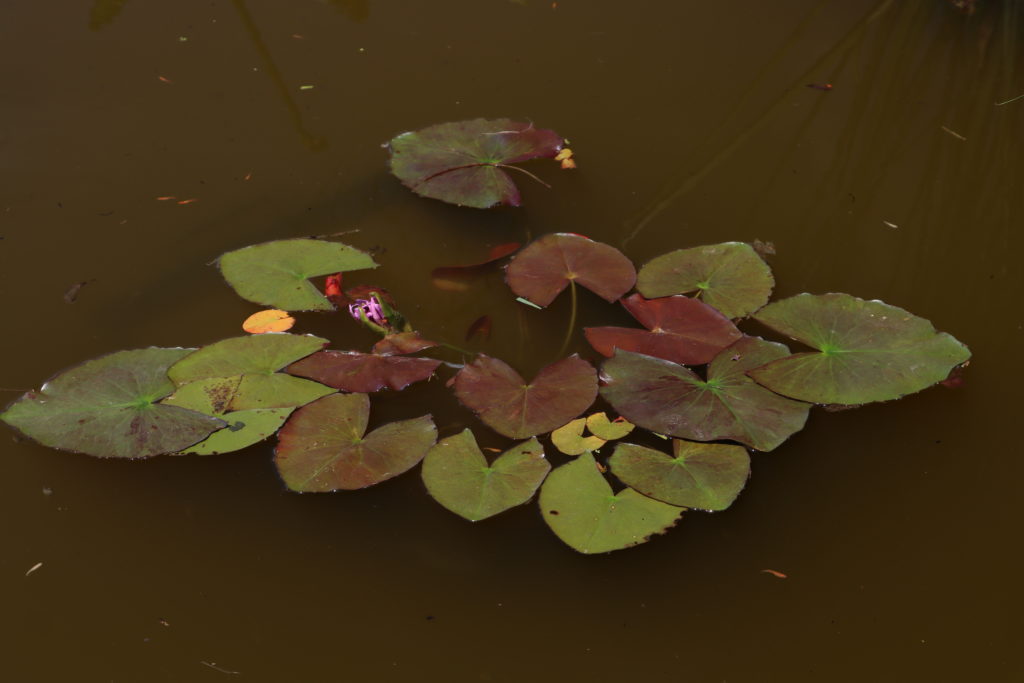 2021 ISG Hardy waterlily 01 - July 09 2021
